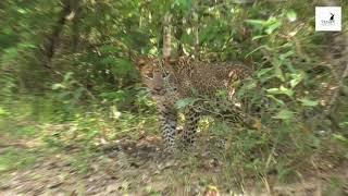 Leopard with cubs | Cleopatra with her cubs | Animal Planet | Leopard cubs | Ceylon Wild Tales