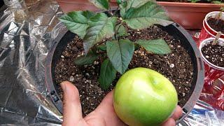 World's  BEST way to Grow Apples  from Seed!