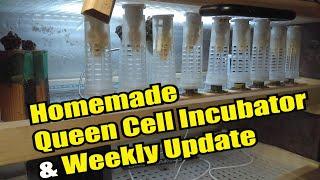 Homemade Queen Cell Incubator & How To Clean and Re-Wax Foundation