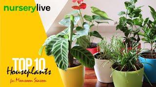 Indoor Plants | Ep. 1| Top 10 Houseplants for Monsoon Season | nurserylive