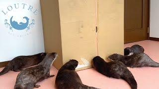 Otters Not Helping When Mom Is Trapped In A Big Box