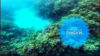 Снорклинг. Подводный мир | Snorkelling - The underwater World