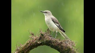 Многоголосый пересмешник - Northern Mockingbird