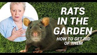 Rats in the garden: Advice, control and elimination