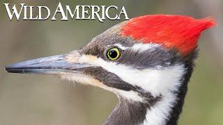 Wild America | S2 E10 Woodpeckers: Nature’s Hammerheads | Full Episode HD