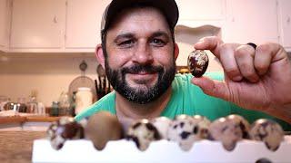 Hatching Quail Eggs Can Be Simple!