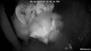 #OwletFinley & Paulie Joined By Min.  Owl Box C - 5/26/23 - 3:35 am