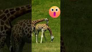 African giraffe mating safari wildlife #shorts #animals