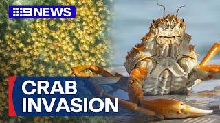 Locals blown away after thousands of spider crabs spotted | 9 News Australia