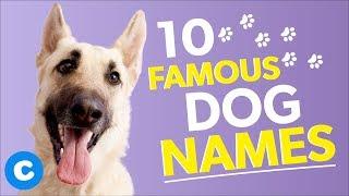 10 Famous Dog Names | Chewy