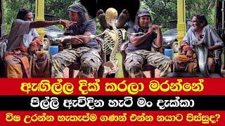 ඇඟිල්ල දික් කරලා මරන්නේ | පිල්ලි ඇවිදින හැටි මං දැක්කා | විෂ උරන්න හැතැප්ම ගණන් එන්න නයාට පිස්සුද?