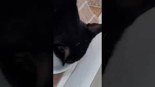 The noise she makes is so cute! #cat #cute #Lucy #asmr