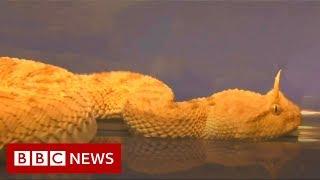 Horned pit viper and tree frogs found at Indian airport - BBC News