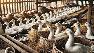 life cycle of DUCK - How To Raise Organic Laying Ducks - Hatching Duck Eggs