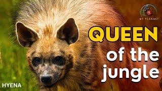 Hyena animal attack / queen of the jungle
