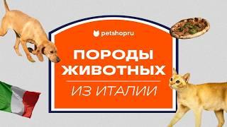 Породы собак и кошек родом из Италии  #породысобак #интересныефакты