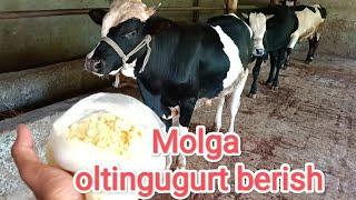 Mollarga Oltingugurt berish.