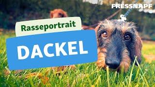 Dackel Rasse | Rasseportrait | FRESSNAPF