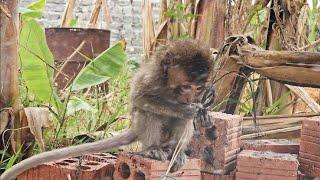 Monkey Nahu burst into tears in the cold when she saw Huong coming home.