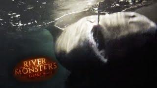 Jeremy Handles a Monstrous Greenland Shark | SHARK | River Monsters