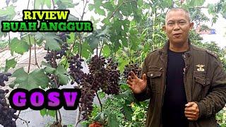 REVIEW BUAH ANGGUR GOSV MANIS DAN MUDAH BERBUAH