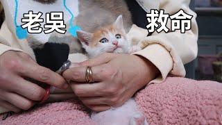 小奶貓出生後第一次剪指甲，大喊老吳救命｜李喜猫