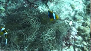 Palau Nemo fish 2