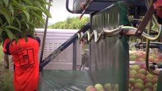 Mango picking – how to do it right