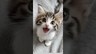 Cute talking cat #cuteanimal #cat #cutepet