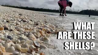 ​​Looking for shells and identifying them all! Beachcombing Southwest Florida.