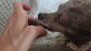 Dog licks and bite paw