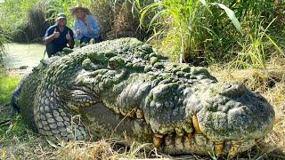 FEEDING HUGE HUNGRY GIGANTIC GNARLY CROCODILES with MATT WRIGHT!