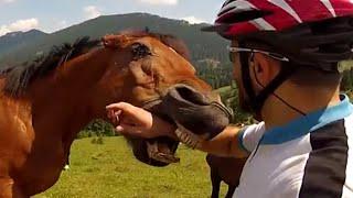 #Top 5 Crazy Horses | JukinVideo Top Five