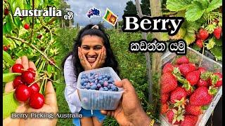 Best cherry & berry picking Melbourne|මෙල්බන් වල Berry කඩන්න හොඳම තැන |MapPin Travel|සිංහලෙන්