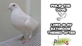 Meet Philip The RV Dove