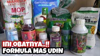 OBAT PERTANIAN RECOMENDASI DARI MAS UDIN UNTUK TANAMAN CABAI RAWIT | ASAM AMINO PUPUK DAUN ABAMECTIN