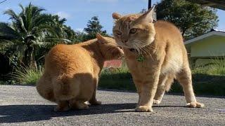 Seriously Funny! an arrogant cat can argue funny with his brother/compilation of the funniest cats