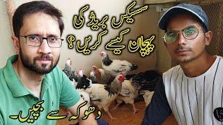 identification of Light Sussex Breed ||Top Quality fancy Hens in Pakistan ||#B4BIRDS