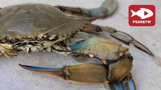 How do we catch crabs? Fishing with chicken and fish net