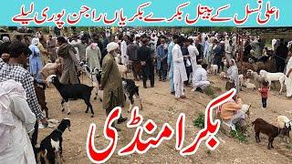 Beetal Goats Rajanpuri Goats Bakra mandi Dongi kotli mirpur Azad kashmir |Goats market punjab |kotli