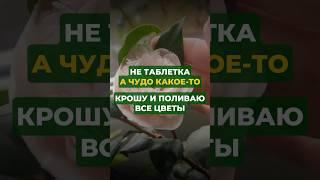 Эффективное универсальное  средство для комнатных растений !#цветы#сад