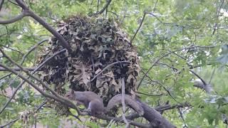 Squirrel kitten chased from drey