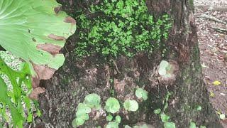 Thousands of Staghorns Spawning Naturally in Home Garden