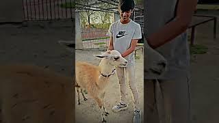 ️ #swpetshouse #worldpetslover #waleed #subhan #mamu