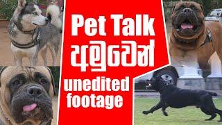 Husky | Dobermann | Cane Corso | Alaskan Malamute | Bullmastiff | Pet Talk