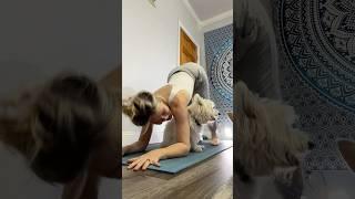 PEACE IN CHAOS- 40 minute Power Vinyasa (starring Teddy & Princess )