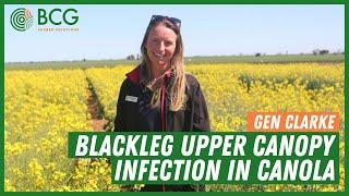 Blackleg upper canopy infection in canola with Birchip Cropping Group's Genevieve Clarke.