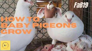 How to Grow Baby Pigeons | day to day baby pigeons growth #pigeon