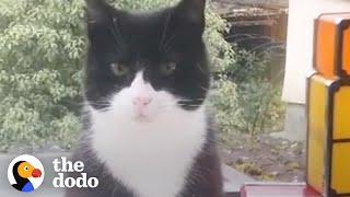 Cat Decides To Move Into This Guy's House | The Dodo Cat Crazy