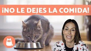 Cómo ALIMENTAR a tu GATO  ¿RACIONAR o Libre disposición?